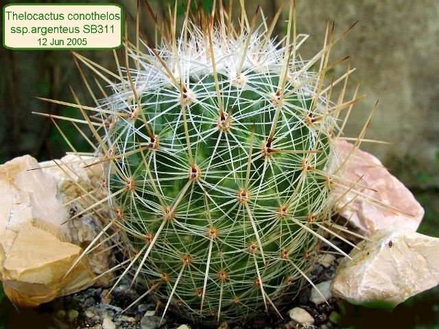 Thelocactus _conothelos _ssp.argenteus _SB311 _01